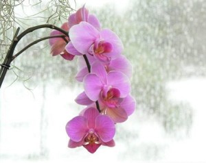 pink_orchid